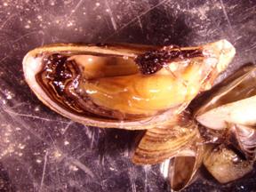 zebra mussels mussel algae nutrition except feed types they